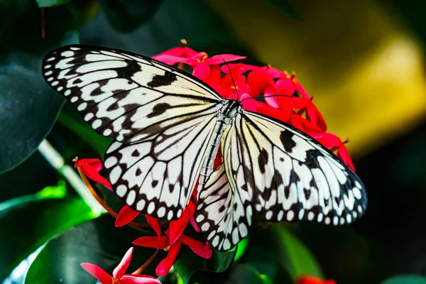 Zwart Witte Rijstpapier Papier Vlieger Vlinder Idee Leuconoe Roze Rood — Stockfoto