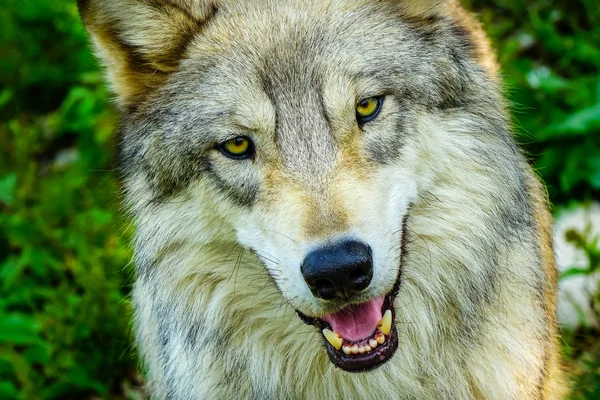 Szürke 369Részáru Western Wolf Canus Lupus Sárga Szemek — Stock Fotó