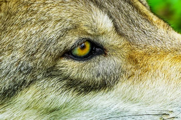 Šedé Dřevo Západní Wolf Canus Lupus Žluté Oko — Stock fotografie