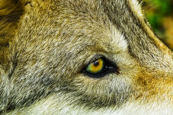 Gray Timber Western Wolf Canus Lupus Yellow Eye — Stock Photo, Image