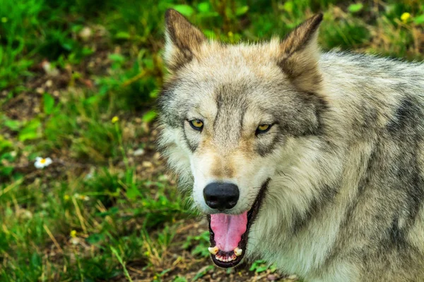 Gray Timber Western Wolf Canus Lupus Yellow Eyes — Stock Photo, Image