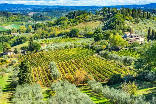 Toskanska Bondgård Olivträd Vin Vinstockar Vingård San Gimignano Toscana Italien — Stockfoto