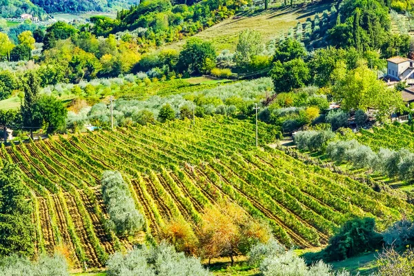 トスカーナの農場ワイン ブドウ オリーブ畑サン ジミニャーノ イタリア トスカーナ — ストック写真