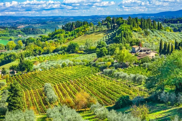 Bağ San Gimignano Toskana İtalya Toskana çiftlik şarap üzüm zeytin ağaçları