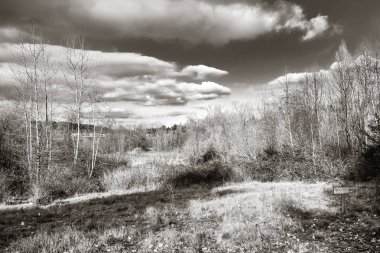 Siyah beyaz Juanita Bay Park Kirkland Washiington