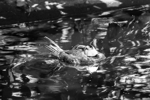 Roddy duck juanita bay park washington — Stockfoto