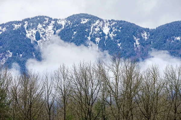 Bomen sneeuw bergen Washiington staat — Stockfoto