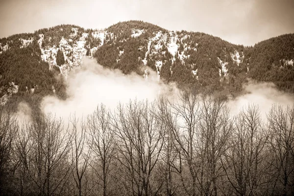 Árvores Snow Mountains Washiington State — Fotografia de Stock