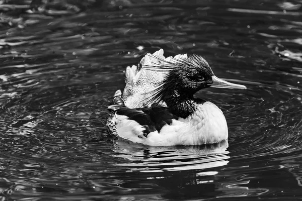 Pul Merganser Çin Merganser ördek erkek Seattle Washii taraflı — Stok fotoğraf