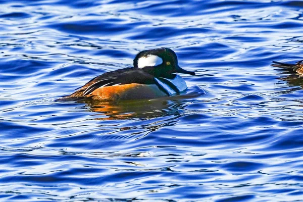 Golden Eye kaczka mężczyzna Juanita Bay Park Kirkland Washiington — Zdjęcie stockowe