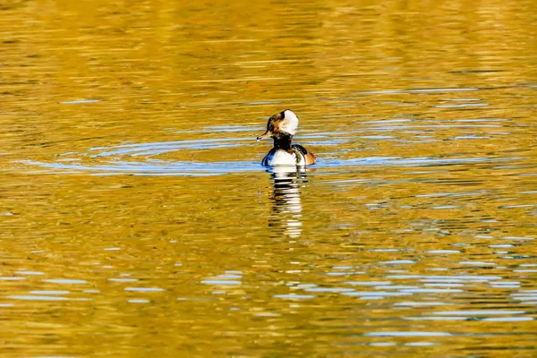 Ortak Merganser ördek sarı Juanita Bay Park Kirkland Washiingt — Stok fotoğraf