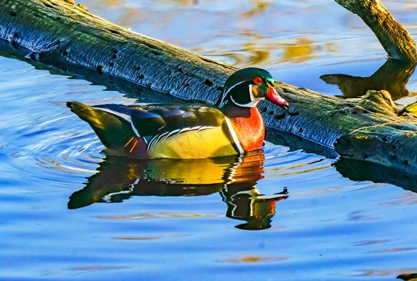 马累木鸭胡安妮塔湾公园湖华盛顿柯克兰德沃希因 — 图库照片