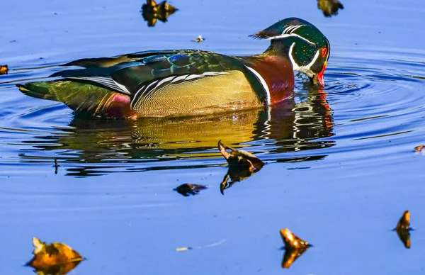 Mężczyzna Wood Duck Juanita Bay Park Lake Washington Kirkland Washiin — Zdjęcie stockowe