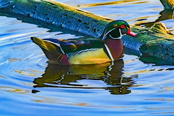 Mężczyzna Wood Duck Juanita Bay Park Lake Washington Kirkland Washiin — Zdjęcie stockowe