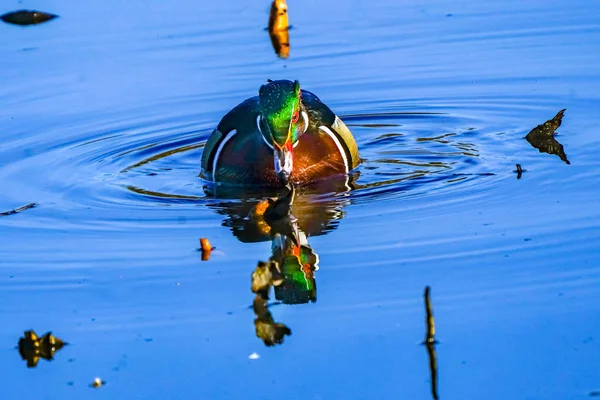 Male Wood Duck Juanita Bay Park Lake Washington Kirkland Washiin — Stock Photo, Image