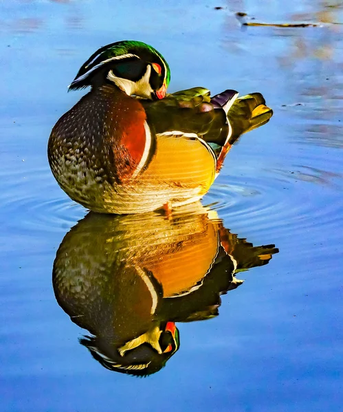 Pato de madeira masculino Juanita Bay Park Lake Washington Kirkland Washiin — Fotografia de Stock