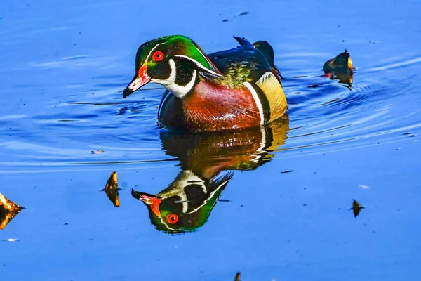 Manliga Wood Duck Juanita Bay Park Lake Washington Kirkland Washiin — Stockfoto