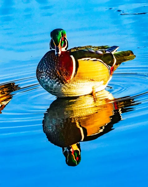 Erkek ahşap ördek Juanita defne Park Lake Washington Kirkland Washiin — Stok fotoğraf