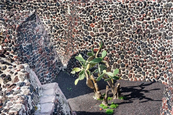 녹색 선인장 고 대 벽 아즈텍 템플로 시장 멕시코 시티 멕시코 — 스톡 사진