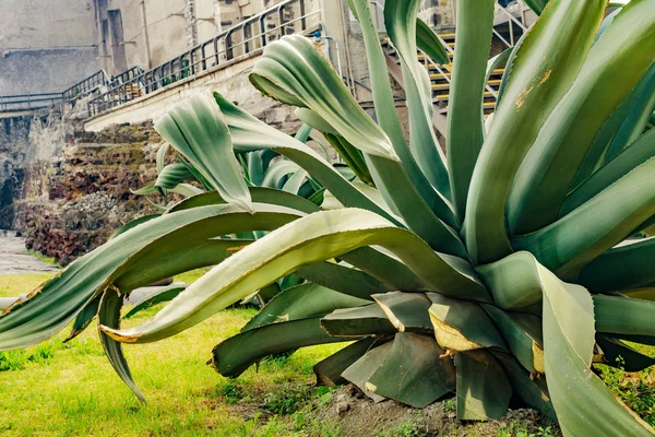 メキシコシティメキシコ市長の大型アガベ工場頭 — ストック写真