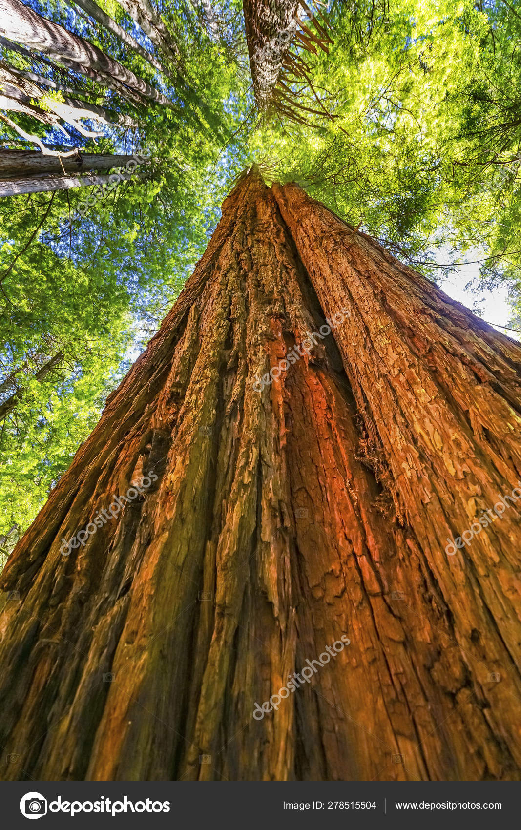 ordningen Midler Velkendt Tall Red Tree Towering Redwood National Park Crescent City California Stock  Photo by ©billperry 278515504