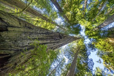 Yüksek Ağaçlar Yükselen Redwoods Milli Parkı Crescent City Califor
