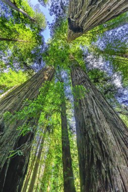 Yüksek Ağaçlar Yükselen Redwoods Milli Parkı Crescent City Califor