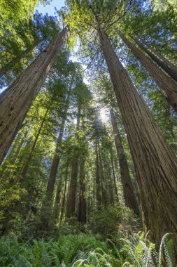 Yüksek Ağaçlar Yükselen Redwoods Milli Parkı Crescent City Califor