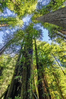 Yüksek Ağaçlar Yükselen Redwoods Milli Parkı Crescent City Califor