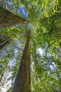 Yüksek Ağaçlar Yükselen Redwoods Milli Parkı Crescent City Califor