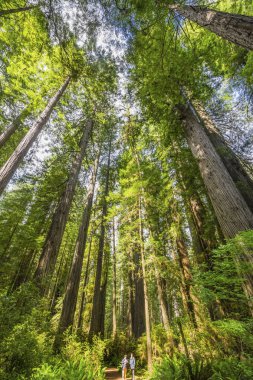 Yürüyüşçüler Tall Ağaçlar Yükselen Redwoods Milli Parkı Crescent City 