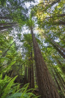 Yüksek Ağaçlar Yükselen Redwoods Milli Parkı Crescent City Califor
