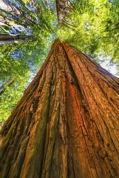 Großer roter Baum hoch aufragender Redwood-Nationalpark Halbmond-Stadt Kalifornien — Stockfoto