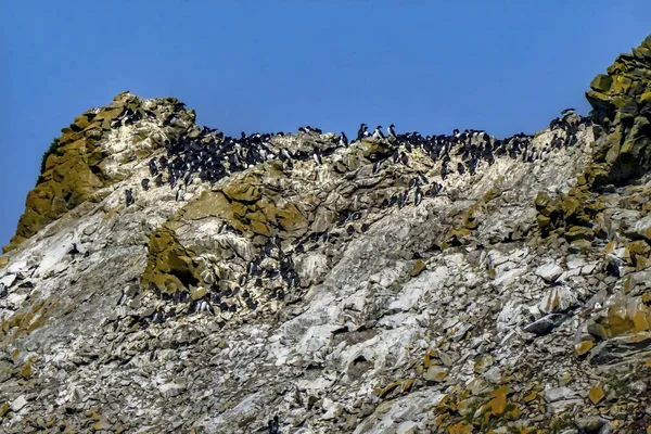 Черно-белые птицы Common Black White Muures на пляже Орегона — стоковое фото