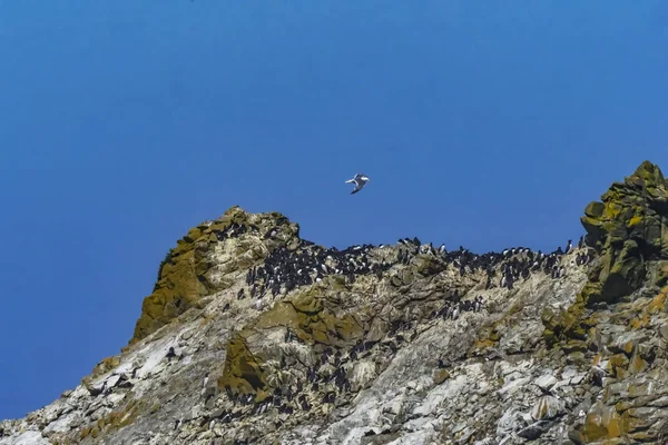 Często czarny biały Muures ptaki Bandon plaża Oregon — Zdjęcie stockowe