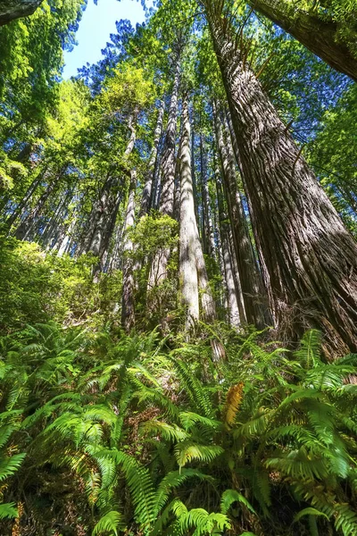 Árvores altas Towering Redwoods Ferns National Park Crescent City C — Fotografia de Stock