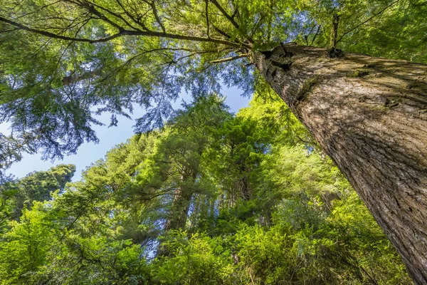 Altas árvores elevando Redwoods National Park Crescent City Califor — Fotografia de Stock