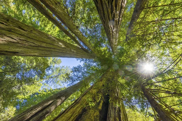 Sun Star Rays árvores altas impondo Redwoods Parque Nacional Califor — Fotografia de Stock