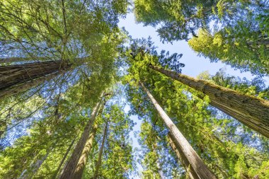 Yüksek Ağaçlar Yükselen Redwoods Milli Parkı Crescent City Califor