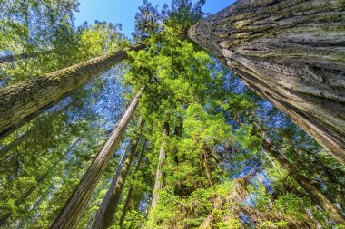 Yüksek Ağaçlar Yükselen Redwoods Milli Parkı Crescent City Califor