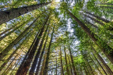 Yüksek Ağaçlar Yükselen Redwoods Milli Parkı Crescent City Califor