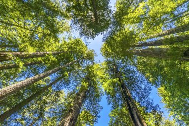 Yüksek Ağaçlar Yükselen Redwoods Milli Parkı Crescent City Califor