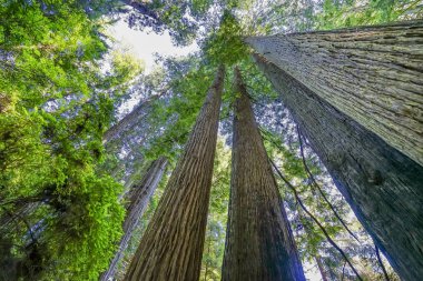 Tall Trees Towering Redwoods National Park Crescent City Califor clipart