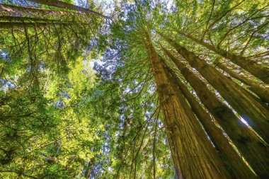 Yüksek Ağaçlar Yükselen Redwoods Milli Parkı Crescent City Califor