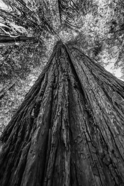 Yüksek Kırmızı Ağaç Yükselen Redwood Milli Parkı Crescent City California