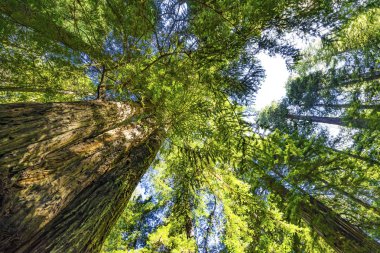 Yüksek Ağaçlar Yükselen Redwoods Milli Parkı Crescent City Califor