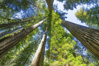 Yüksek Ağaçlar Yükselen Redwoods Milli Parkı Crescent City Califor