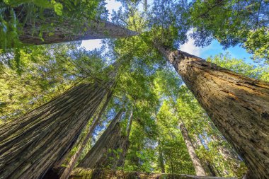Yüksek Ağaçlar Yükselen Redwoods Milli Parkı Crescent City Califor