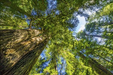 Yüksek Ağaçlar Yükselen Redwoods Milli Parkı Crescent City Califor