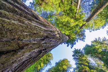 Yüksek Ağaçlar Yükselen Redwoods Milli Parkı Crescent City Califor